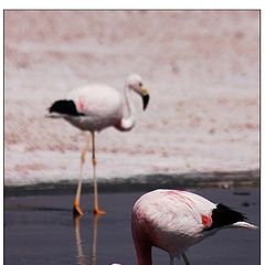 фото "Flamingo, laguna Chaxa, Chile"