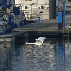 photo "Skimming the water"