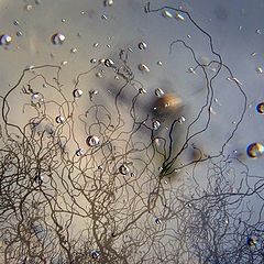 фото "bubble aquarium"