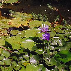 photo "Aquatic colors"