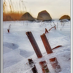 photo "In ice"