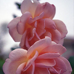 фото "Rose"