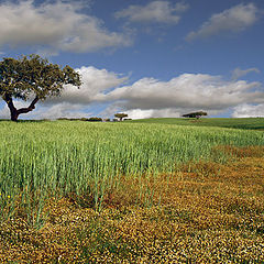 фото "Spring time"