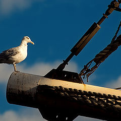 photo "Gull"