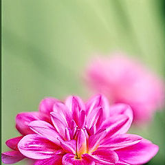 фото "Pink  dahlia"