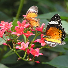 photo "two miracles of nature:)"