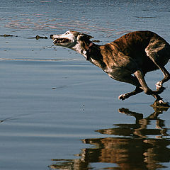 photo "Flying dog..."