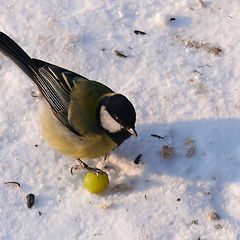 photo "I love that grape..."