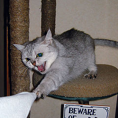 photo "Beware of the cat!"