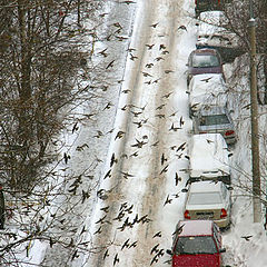 photo "Attack of birds"