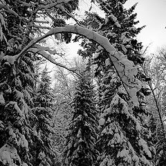 photo "Ski track in Krasnogorsk"