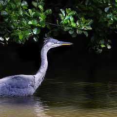 photo "Hunting for dinner"