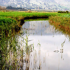 photo "In Mediterranean winter"