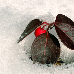 photo "Winter berry"