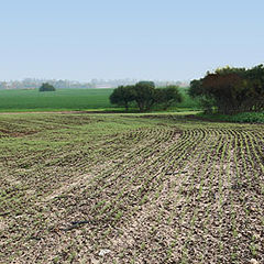 photo "Green Fields"