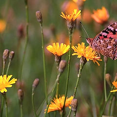 photo "Butterfly"