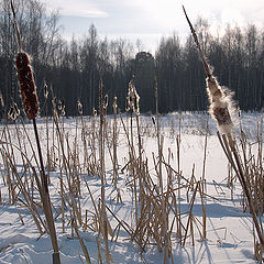 фото "Камыш. Февраль"