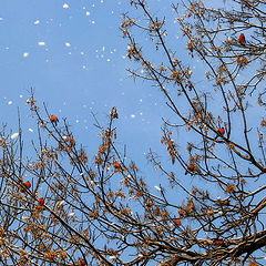 photo "Winter@birds"