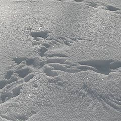 photo "Traces on snow"