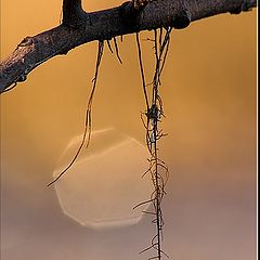 photo "Ice Bell"