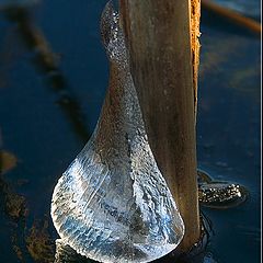 photo "Ice Snail"