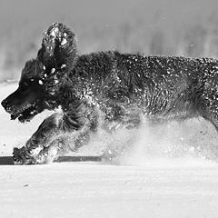 photo "running hare..."