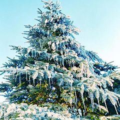 фото "Winter tree"