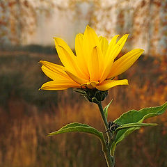 photo "Autumn sketch"