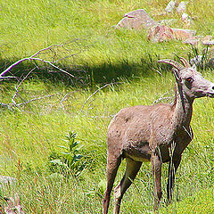 фото "Mountain Goats"