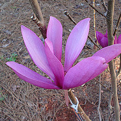 photo "Japanise magnolia."