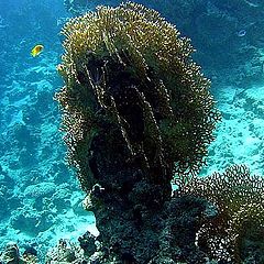 фото "Подводное дерево"