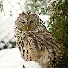 photo "The Owl"