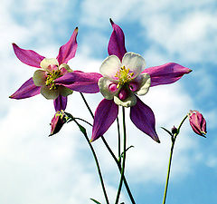 photo "Aquilegia"