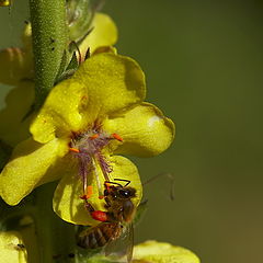 photo "Bee feeding"