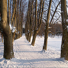 фото "Липовая аллея (2)"