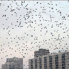 photo "Birds above roofs of Moscow"