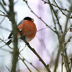 photo "bullfinch"