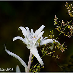 photo "Moon-light"