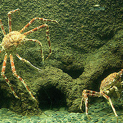 photo "Spider crabs"