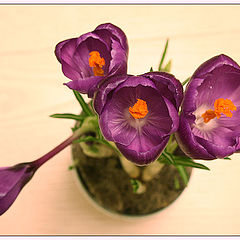 photo "Crocus"