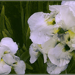 photo "White Iris."