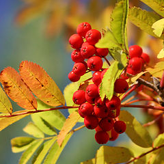 photo "Autumn colors"