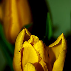 фото "Tulip"