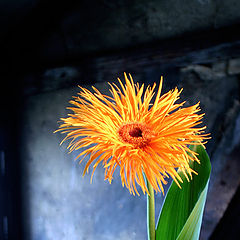 photo "flower on the roof"