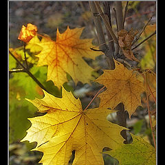 photo "Three yellow leafs"