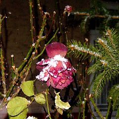 photo "Snow and rose"