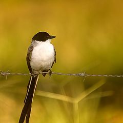 фото "Fork-Tailed Flycatcher"