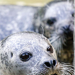 photo "hungry eyes"