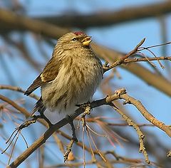 photo "Singing Redpoll"