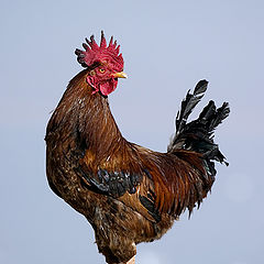 photo "Rooster"